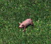 A pig