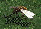 Wasp Drone